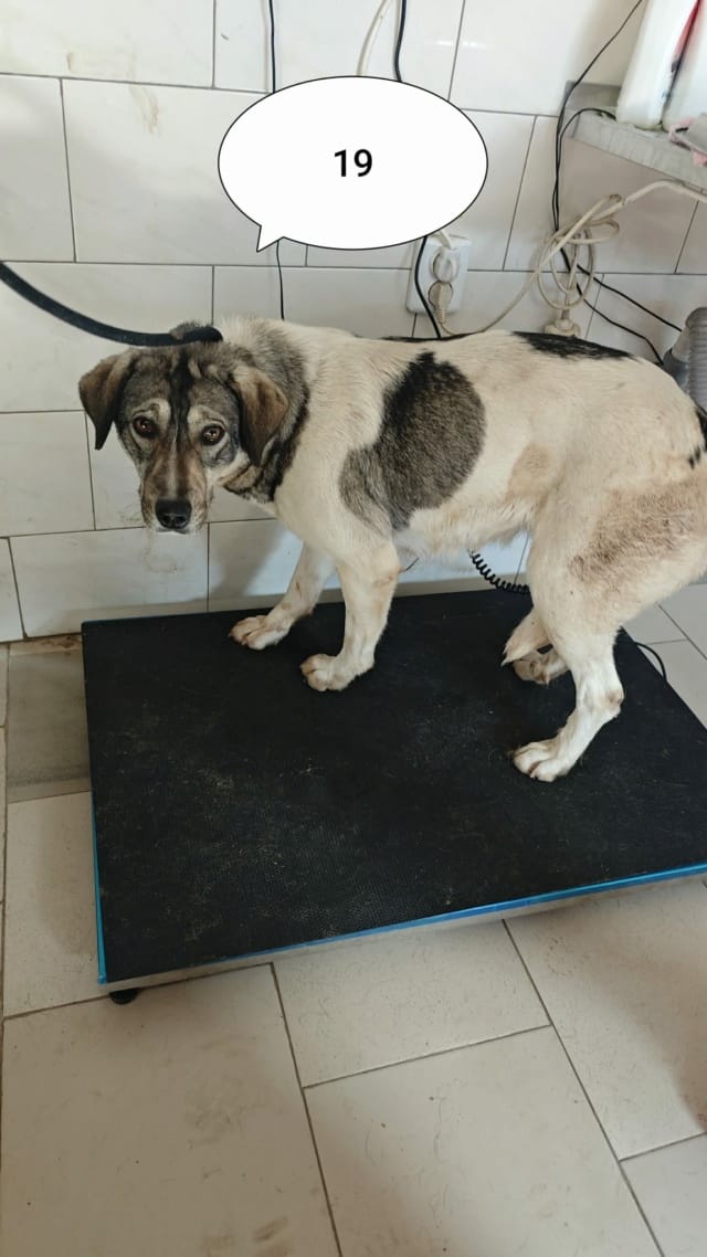 Meredith, chien à l'adoption