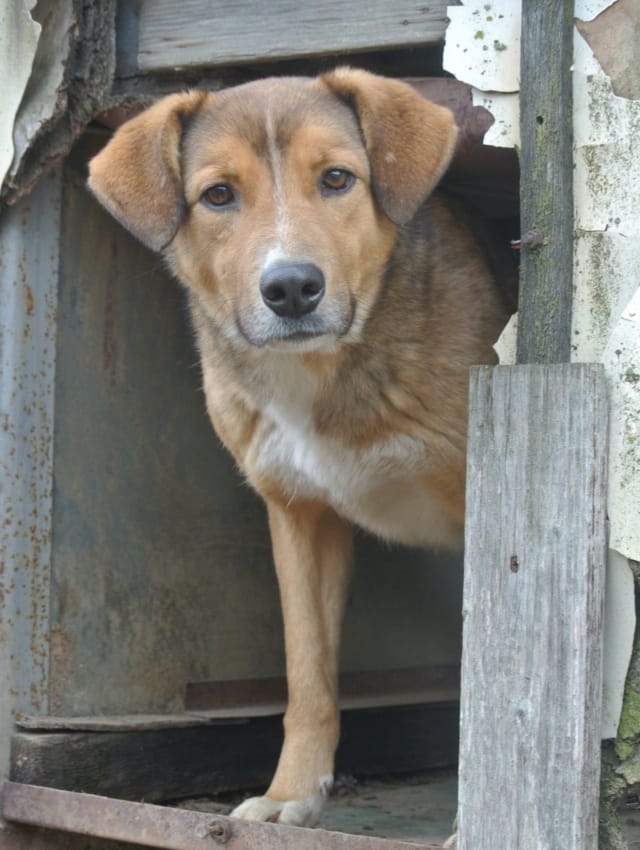 Merlin, chien à l'adoption
