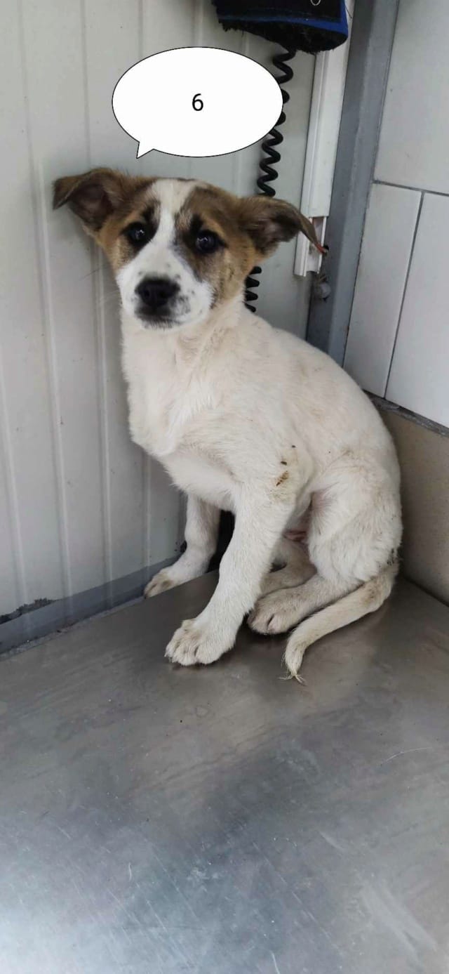 Milen, chien à l'adoption