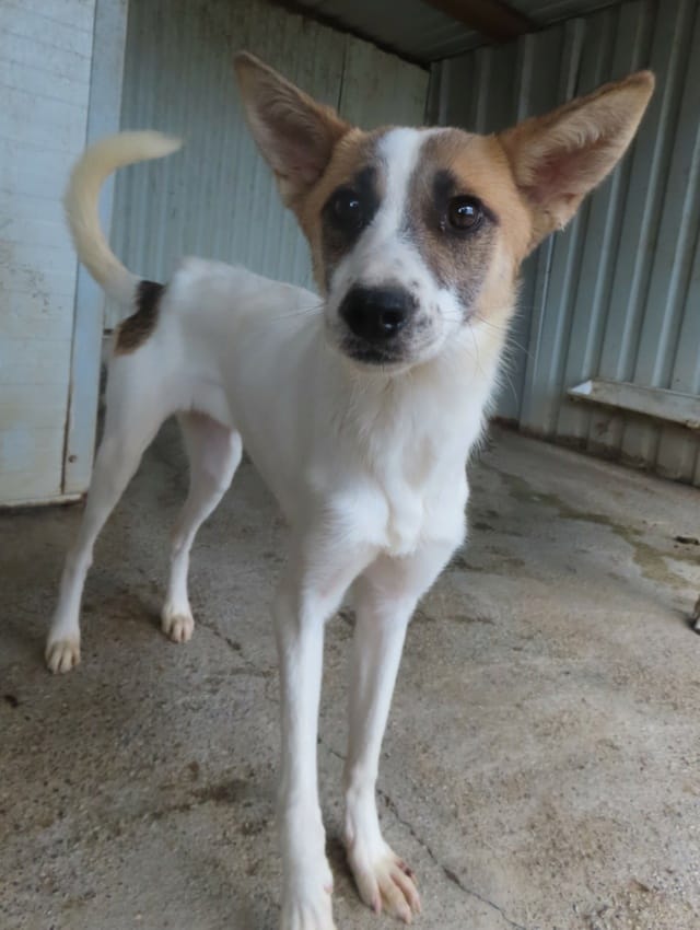 Milen, chien à l'adoption