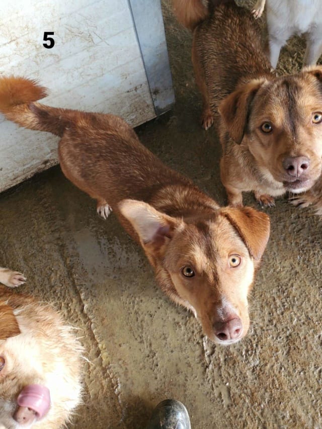 Minnie, chien à l'adoption