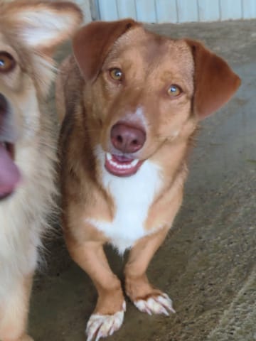 Minnie, chien à l'adoption
