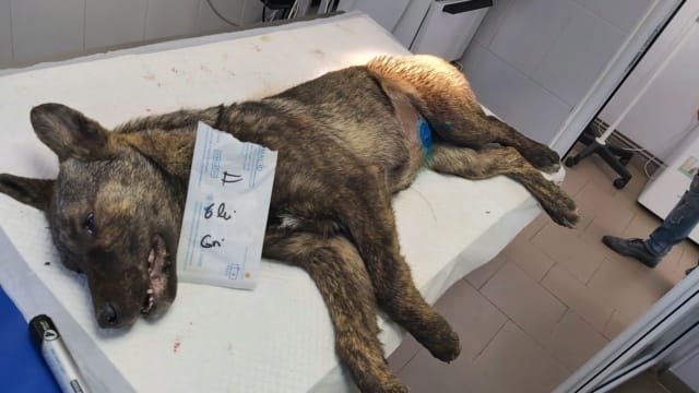 Montana, chien à l'adoption