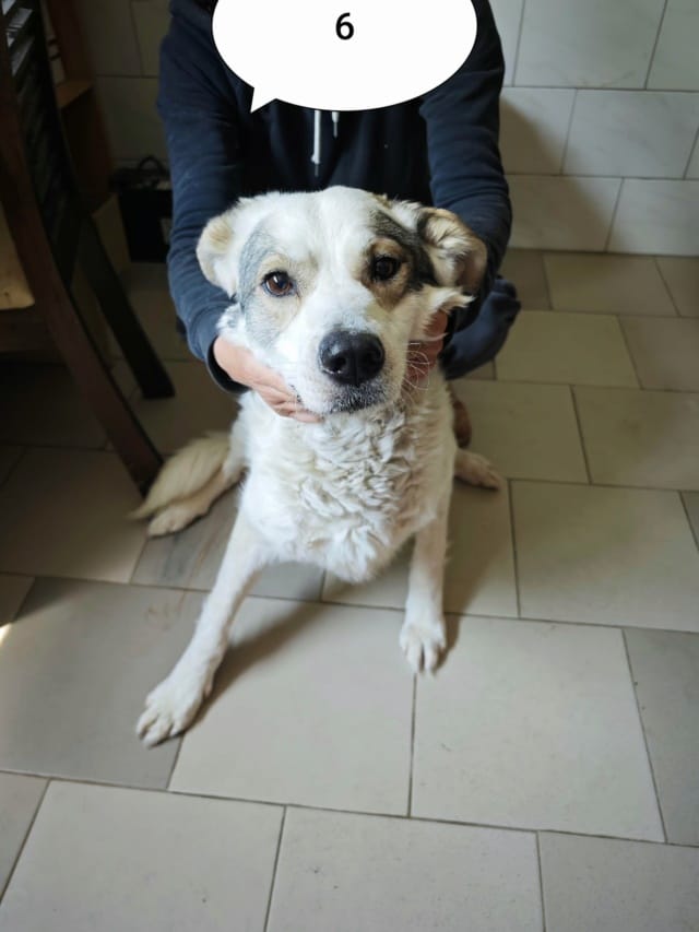 Murano, chien à l'adoption