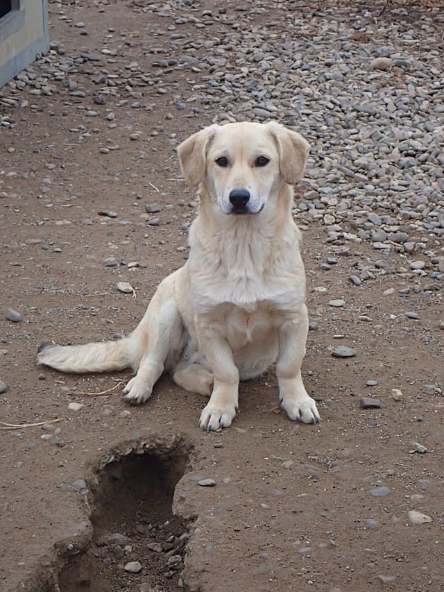 Myriade, chien à l'adoption