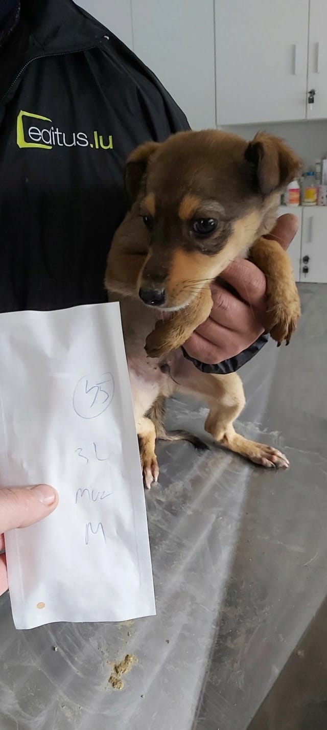 Nagori, chien à l'adoption