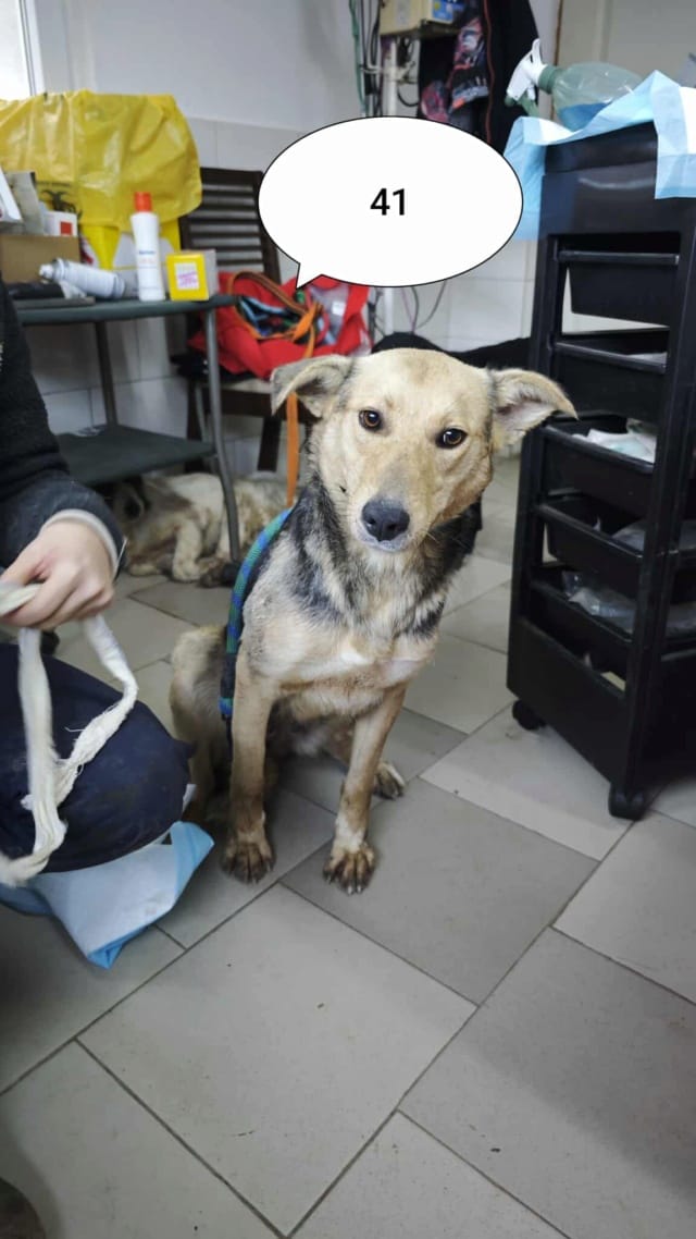 Najua, chien à l'adoption