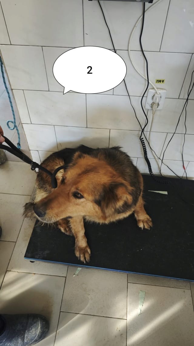 Namaari, chien à l'adoption