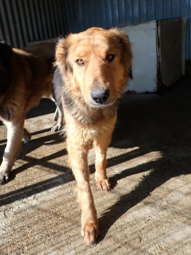 Namaari, chien à l'adoption