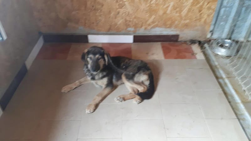 Narco, chien à l'adoption