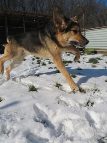 Narco, chien à l'adoption