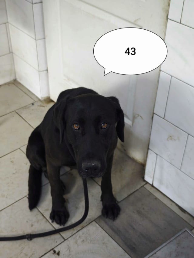 Neagra, chien à l'adoption