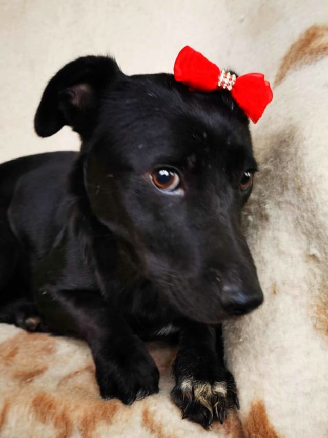 Nikita, chien à l'adoption