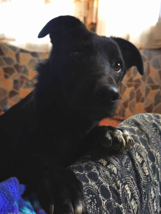 Nikita, chien à l'adoption