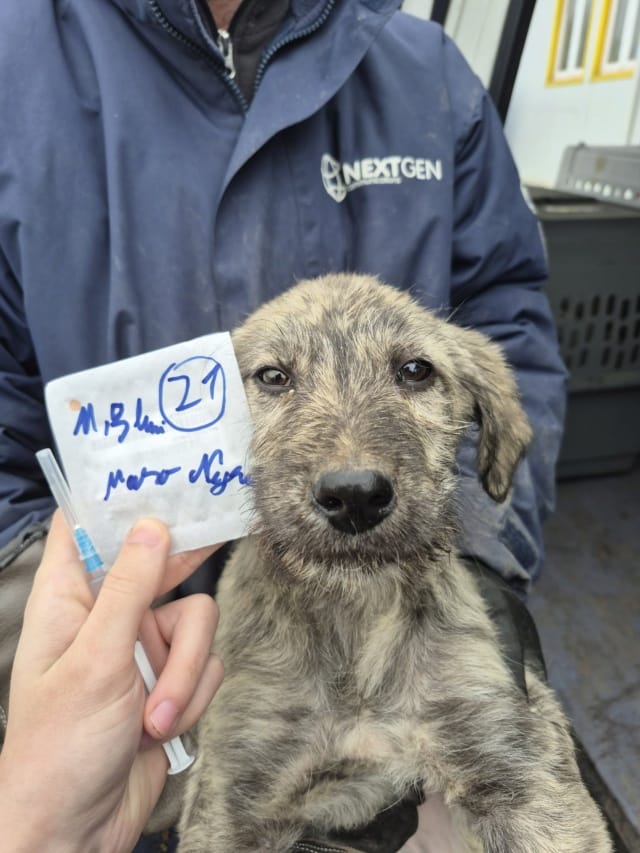 Nilam, chien à l'adoption