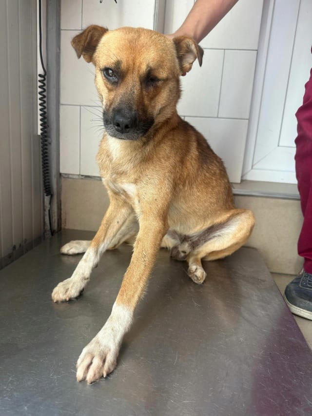 Nusky, chien à l'adoption