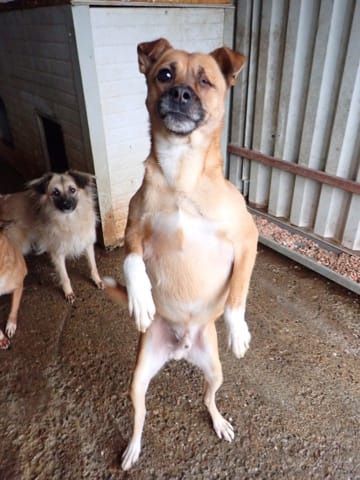 Nusky, chien à l'adoption