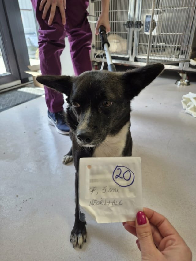 Nyxelle, chien à l'adoption