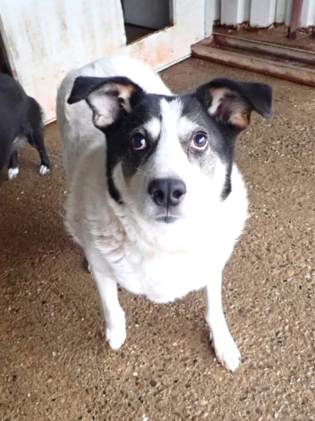 Obelix, chien à l'adoption