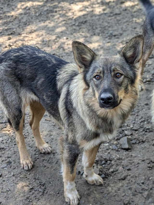 Orange, chien à l'adoption