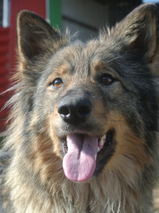 Orange, chien à l'adoption