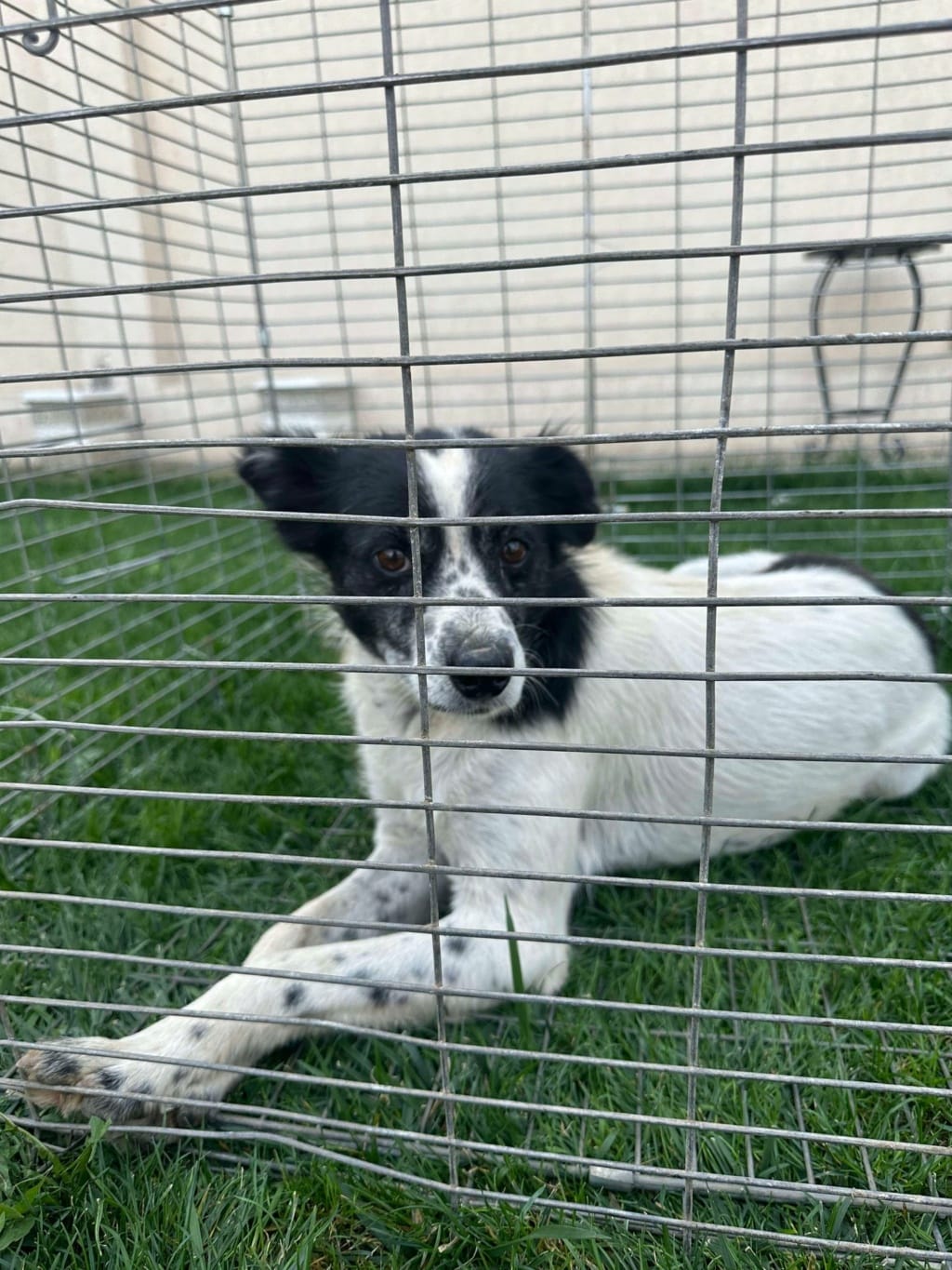 Orchidee, chien à l'adoption