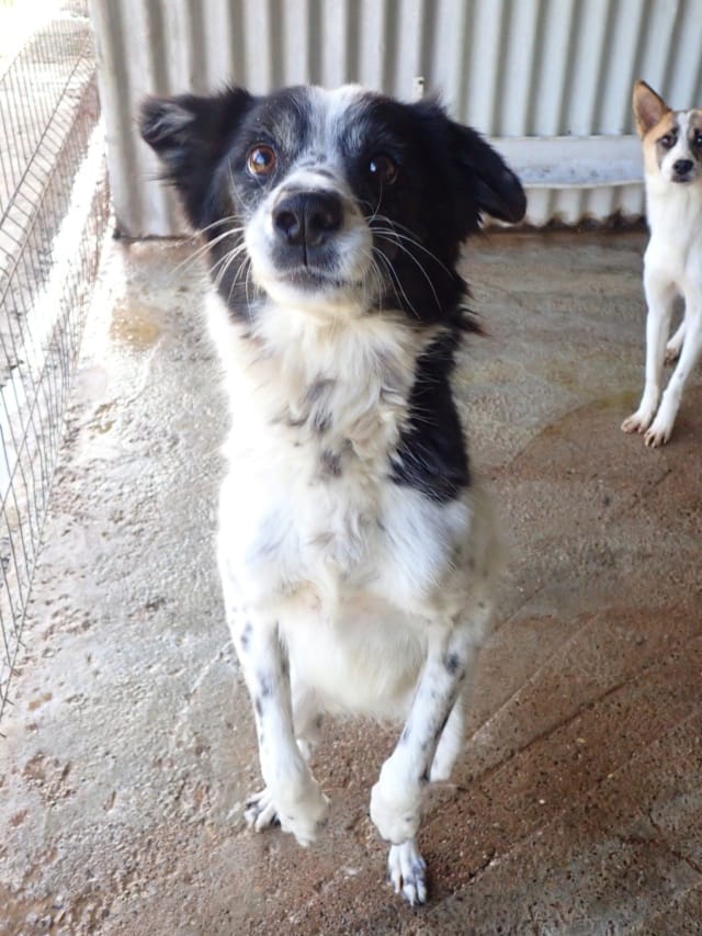 Orchidee, chien à l'adoption