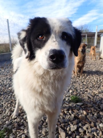 Oreo, chien à l'adoption