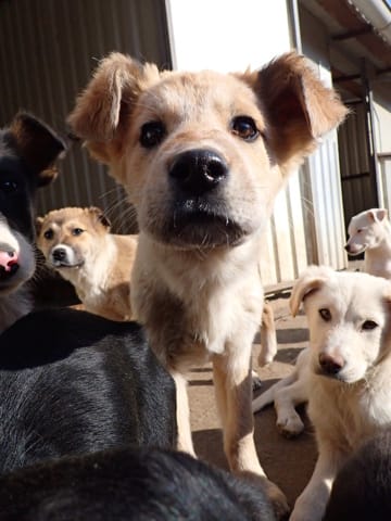 Oria, chien à l'adoption