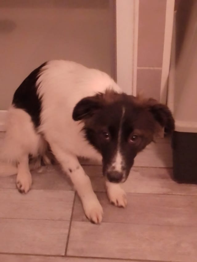 Origami, chien à l'adoption