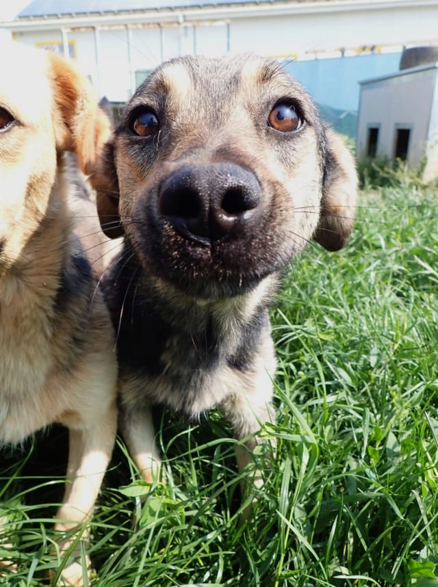 Othello, chien à l'adoption