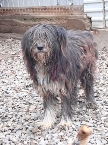 Otto, chien à l'adoption