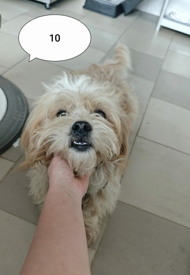 Padawan, chien à l'adoption