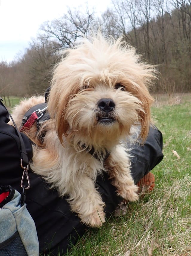 Padawan, chien à l'adoption