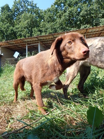 Parker, chien à l'adoption