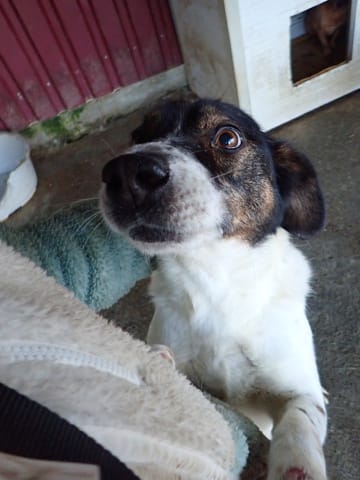 Peanuts, chien à l'adoption