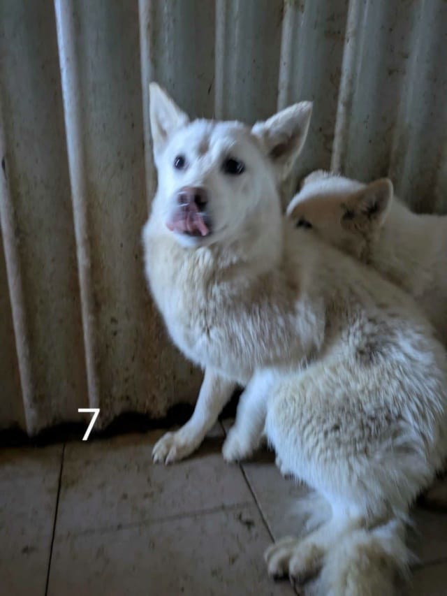 Perce Neige, chien à l'adoption