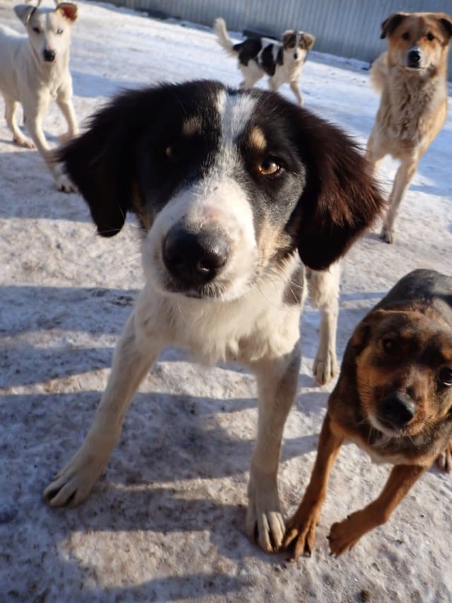 Persil, chien à l'adoption