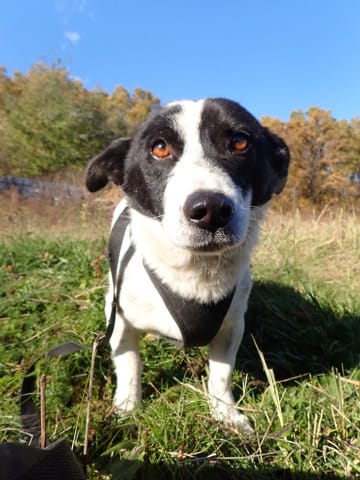 Phoebus, chien à l'adoption