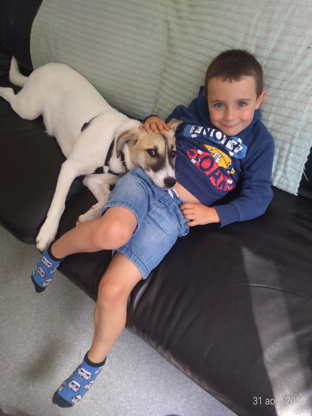 Pilaf, chien à l'adoption