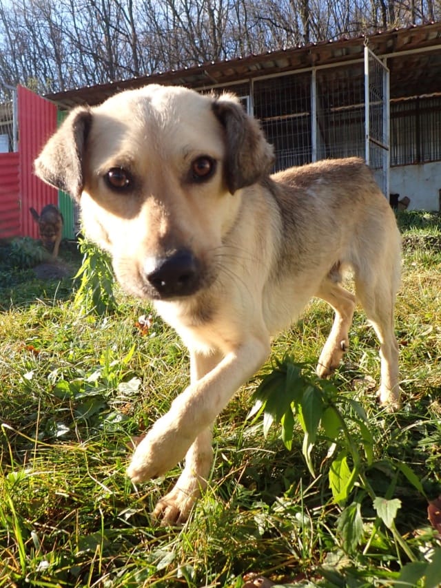 Piment, chien à l'adoption