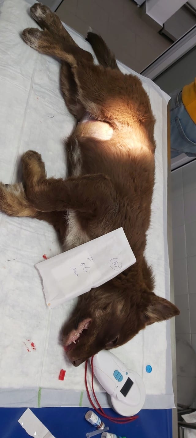 Plume, chien à l'adoption