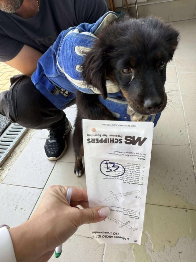 Pocus, chien à l'adoption