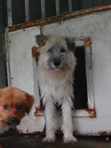Pollux, chien à l'adoption