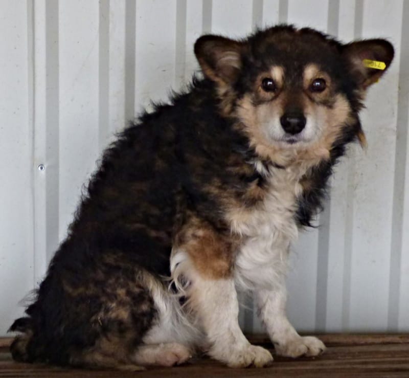 Polochon, chien à l'adoption