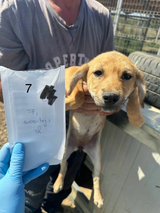 Pomme, chien à l'adoption