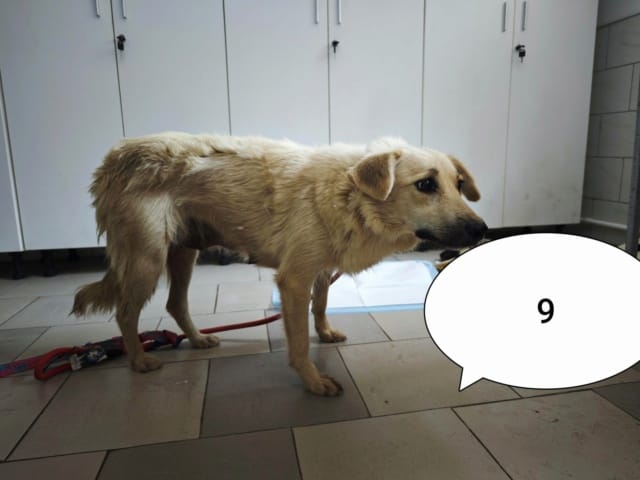 Popsy, chien à l'adoption