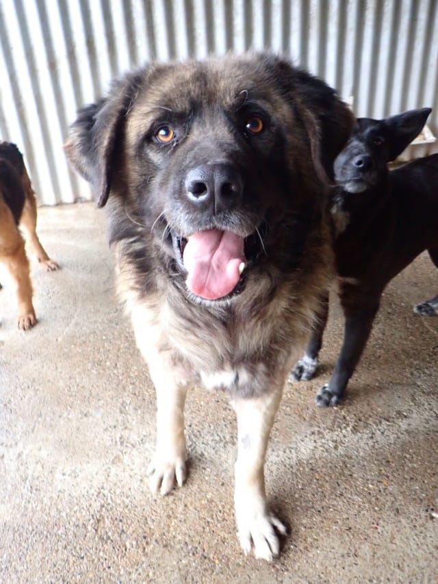 Preston, chien à l'adoption