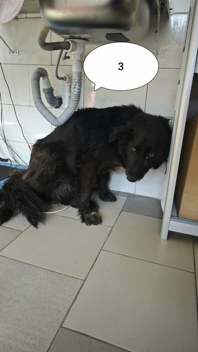 Priya, chien à l'adoption