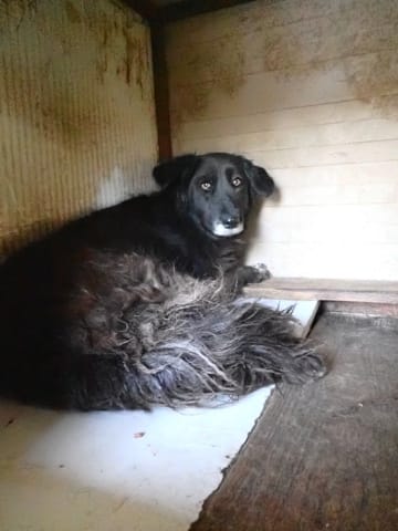Priya, chien à l'adoption